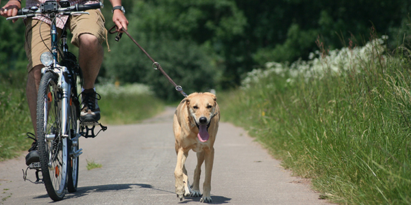 hund-fahrrad