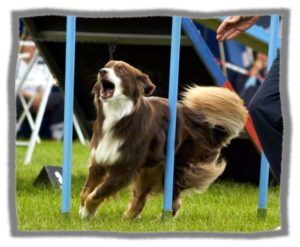 agility_flash_slalom