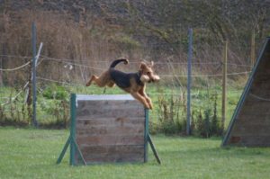 PS: Agility ist schlecht für den Bewegungsapparat!